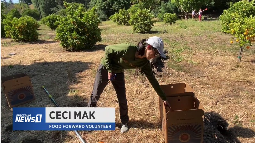 Ceci putting oranges in Food Forward box