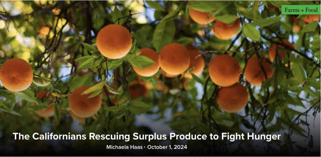 Photo of citrus on a tree with text reading The Californians Rescuing Surplus Produce to Fight Hunger By: Michaela Haas October 1, 2024